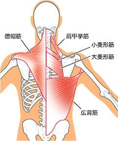 首・肩周り筋肉の解説図